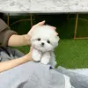 Maltese puppies for adoption